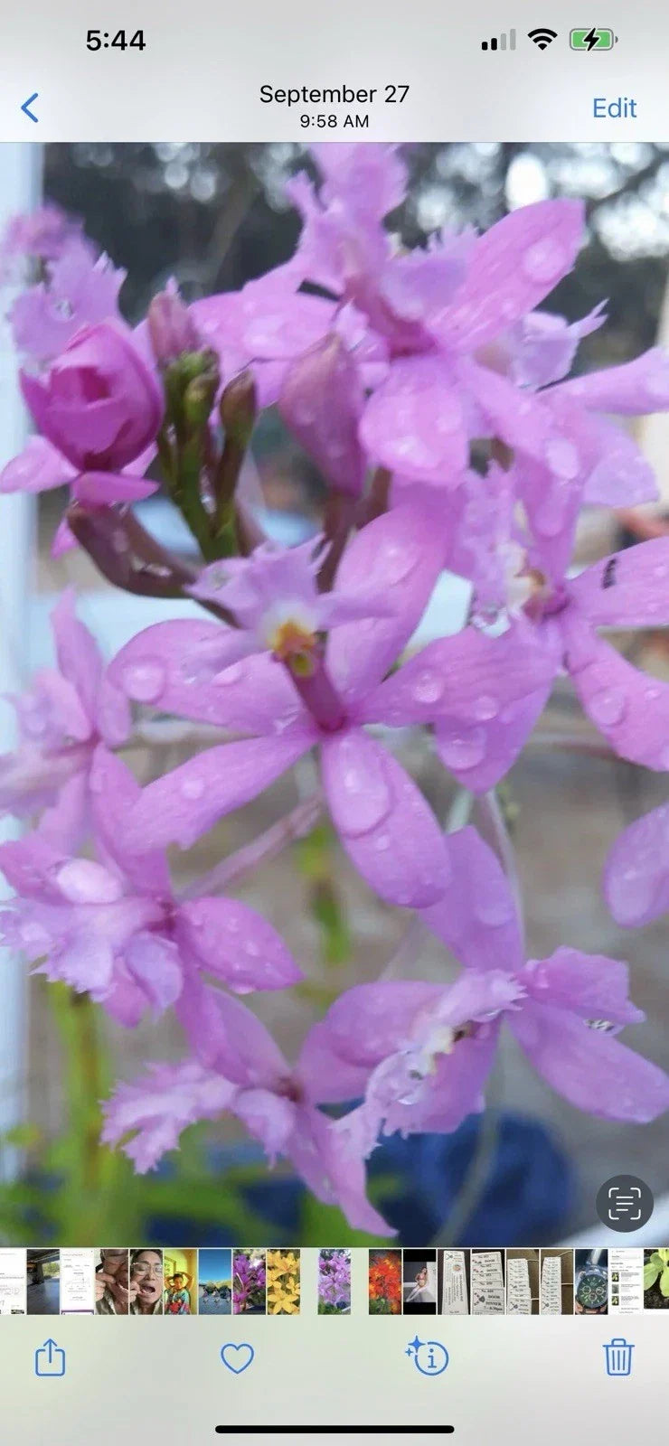 Rooted Purple Epidendrum Orchids - 5 Plants, 6-10 Inches, Easy Care Indoor/Outdoor