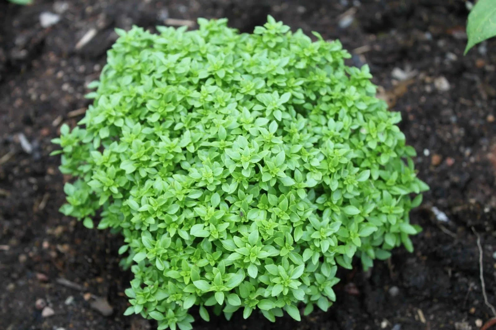 Spicy Globe Basil Seeds - 100 Pack - Compact Globe-Shaped Culinary Herb - Ocimum basilicum 'Spicy Globe'