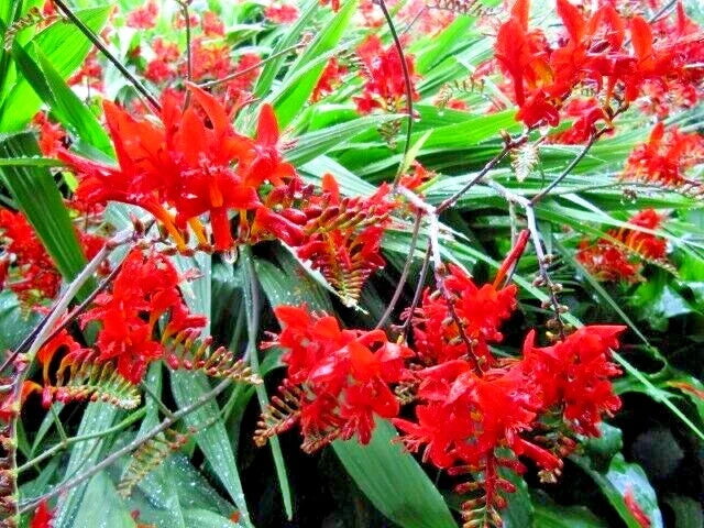 Crocosmia Lucifer Seeds 112 Count Bright Red Flowers Easy to Grow Clumping Perennial Crocosmia × crocosmiiflora