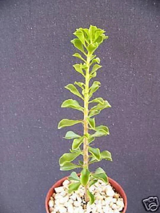 Rare Cacti Plant - 4" Pereskia portulacifolia Bonsai Caudex Succulent Indoor Outdoor