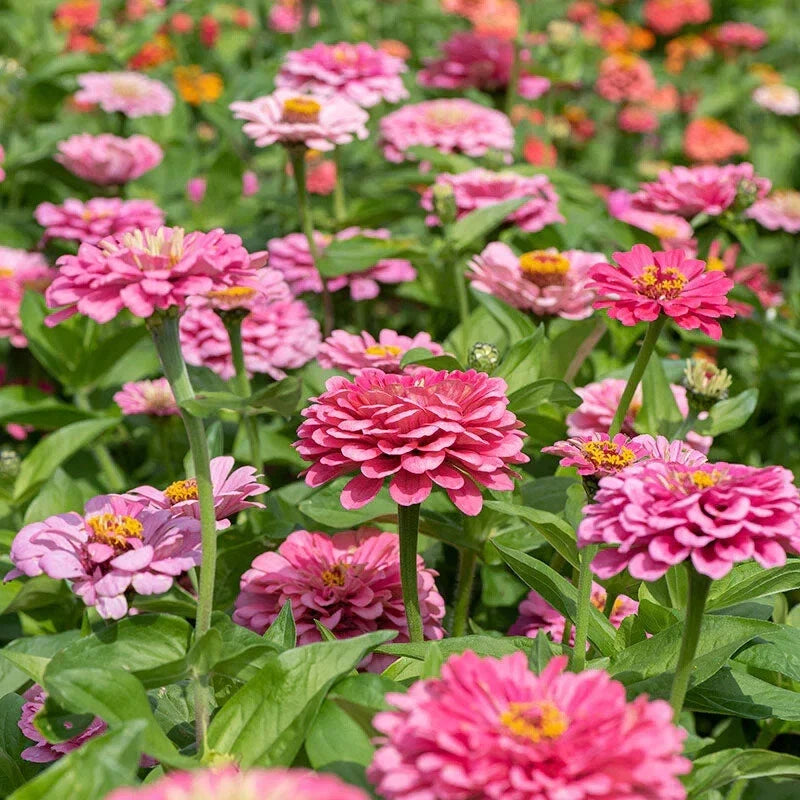 Illumination Zinnia Seeds - Pack of 100+ | Colorful Annual Flowers for Garden, Borders & Containers | Zinnia elegans