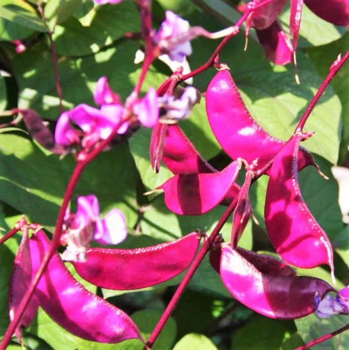 Purple Moon Hyacinth Bean Seeds - Climbing Vine for Vertical Gardens, Lablab purpureus, Edible Beans, Summer Planting Pack
