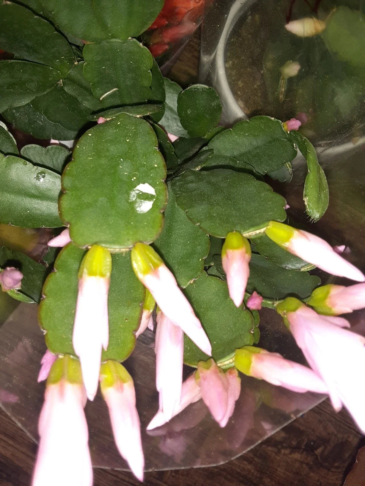 Light Pink Easter Cactus Cutting - Opuntia spp. - Indoor Propagation Plant - Hatiora gaertneri