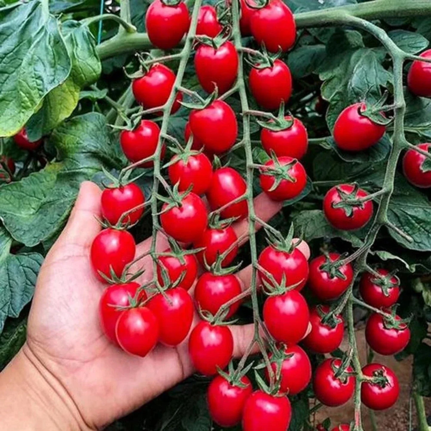 Waterfall Tomato Seeds - 200pcs Heirloom Non-GMO High-Yield Solanum lycopersicum for Home Gardens