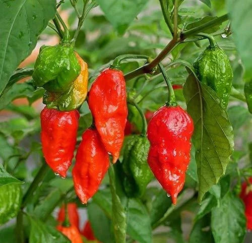 Ghost Hot Pepper Seeds - 100+ Organic Bhut Jolokia Red Chili Seeds for Growing Spicy Peppers