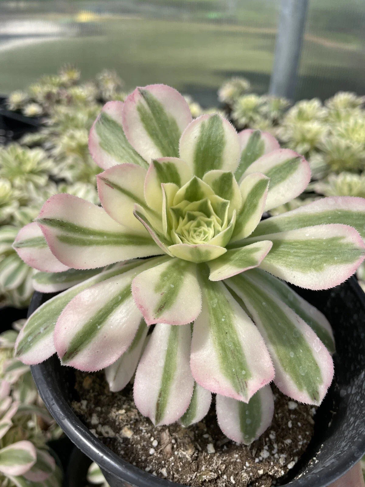 Succulents Live Plant Cutting 3.5" Variegated Aeonium 'Maybach' Indoor Drought-Tolerant Succulent
