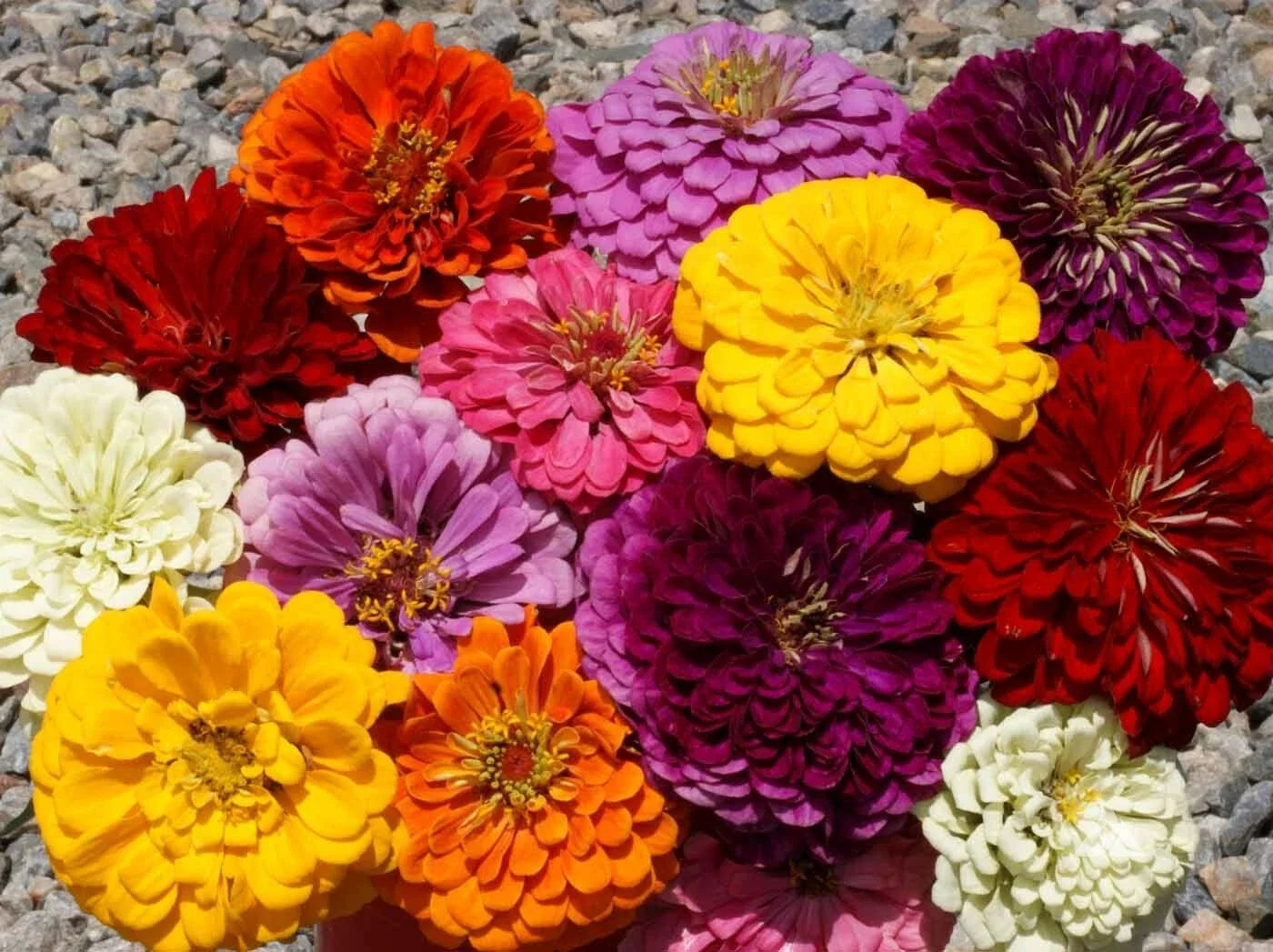 Giant Dahlia Zinnia Seeds - 126+ Cut Flower Seeds for Summer Garden & Containers - Easy Grow, Vibrant Blooms, Zinnia elegans