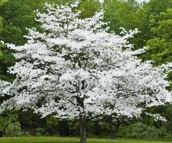 Cherokee Princess Dogwood Tree Live Bare Root Plant 18+ Inches White Flowers Cornus florida