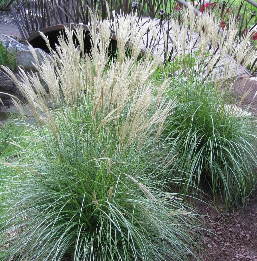 Large Adagio Maiden Grass Plant Clump - Live Miscanthus sinensis 'Adagio' Perennial for Garden, Landscape, Borders