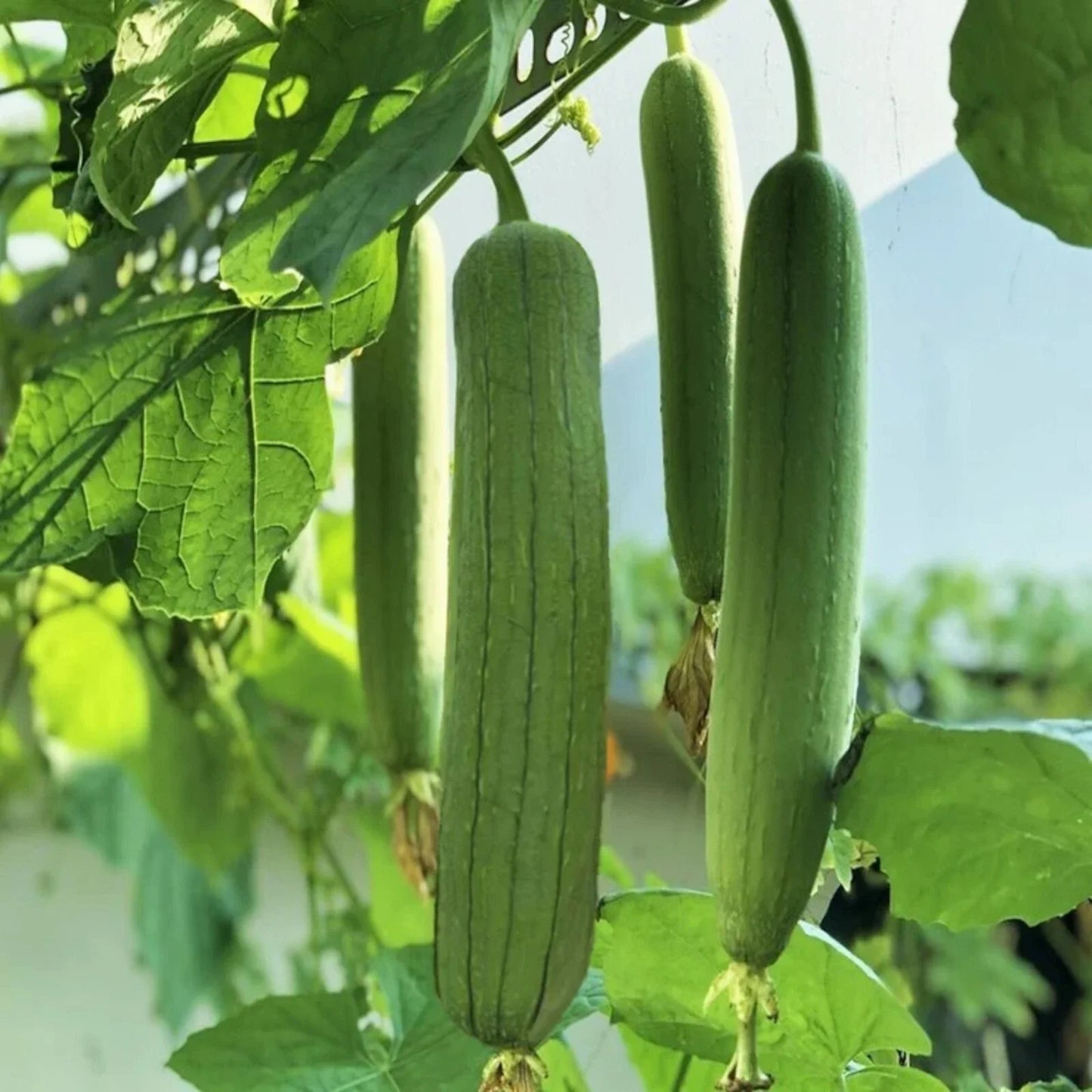 Luffa Gourd Seeds - 30pcs Non-GMO Chubby Pier Loofah Seeds for Natural Sponges & Gardening (Luffa aegyptiaca)