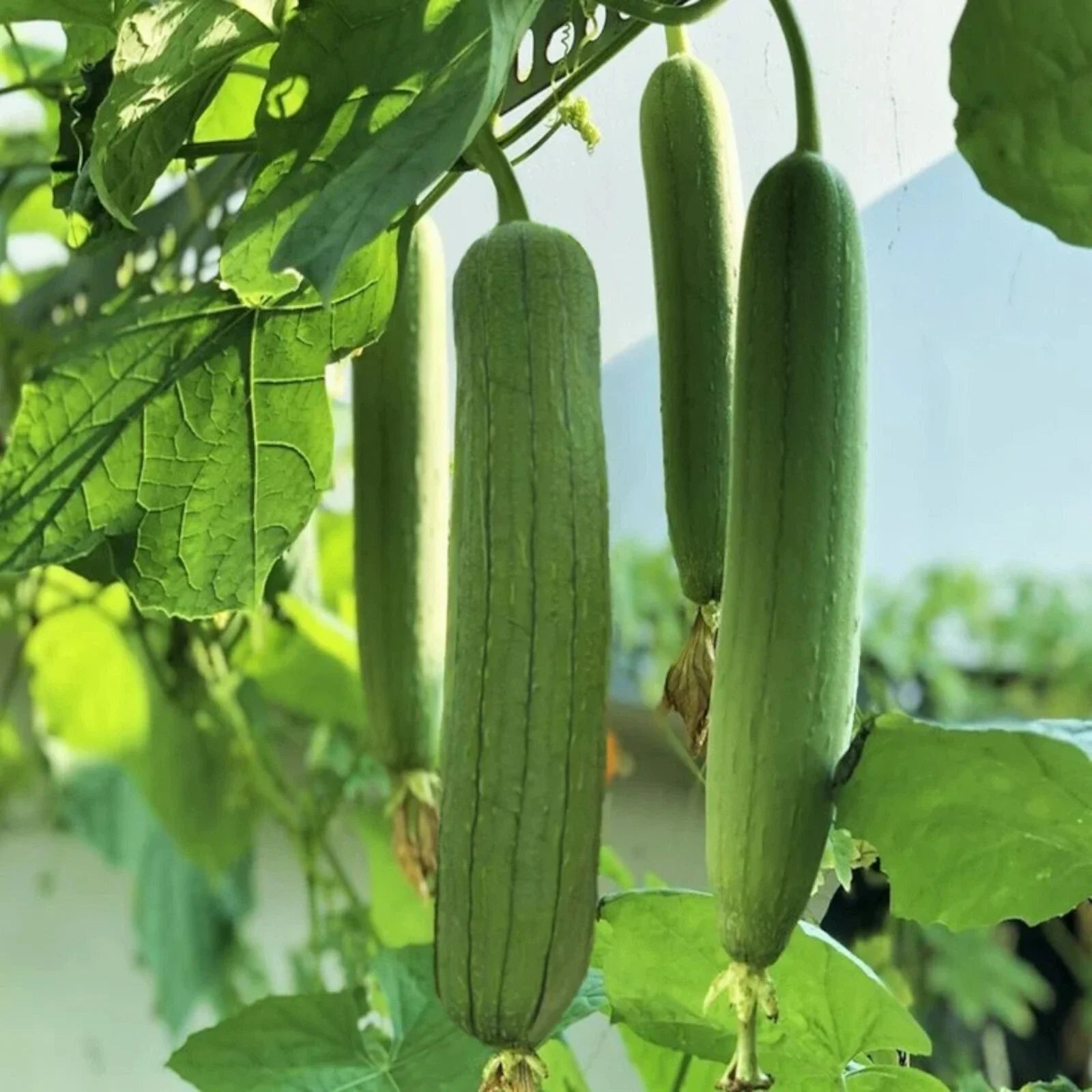 Luffa Gourd Seeds - 30pcs Non-GMO Chubby Pier Loofah Seeds for Natural Sponges & Gardening (Luffa aegyptiaca)