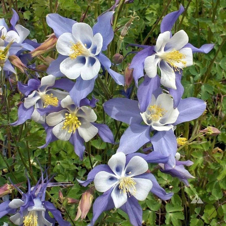Blue Dream Columbine Seeds - Organic Perennial Seeds - Aquilegia caerulea - Attracts Pollinators, Free Shipping