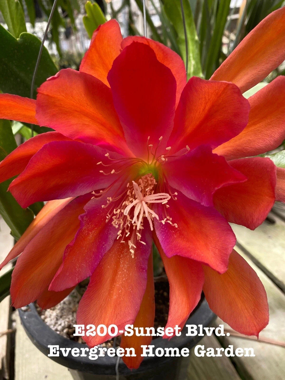 Rooted Epiphyllum Hybrid Orchid Cactus Plant in 4" Pot - Sunset Blvd. Variegated Indoor Succulent