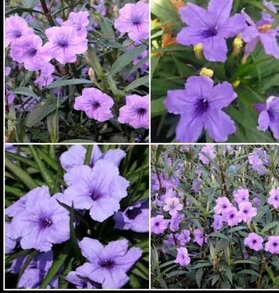 Purple Mexican Petunia Live Plants - 5 Plugs - Vibrant Ruellia Simplex for Garden Borders & Containers