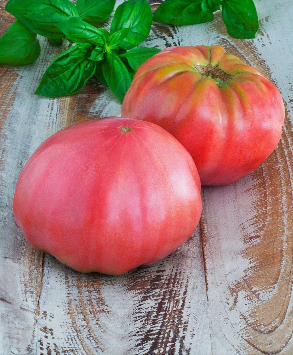 Brandywine Pink Tomato Seeds - Heirloom Large Slicing Fruit - Potato Leaved Solanum lycopersicum - 30 Seeds for Garden Growth