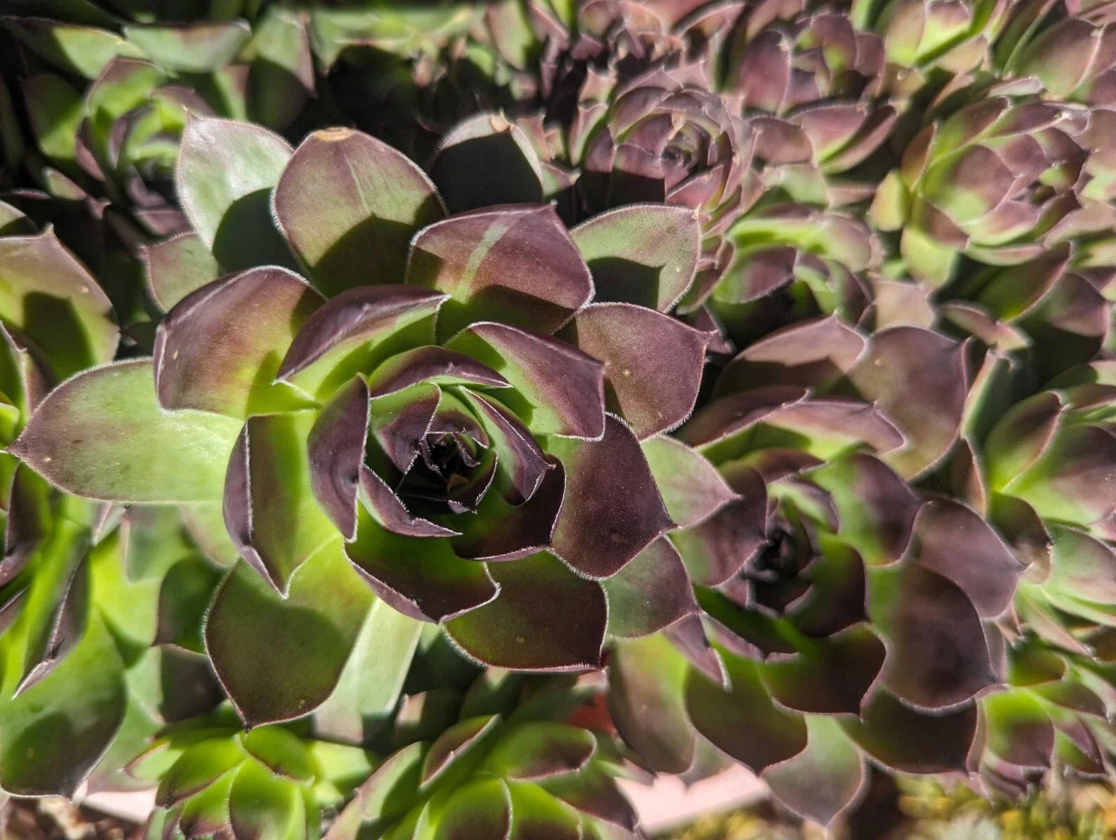 Large Jovibarba Heuffelii Succulents - Hen and Chick Live Bare Root Plants, Clumping Rosettes, Indoor & Outdoor Gardening