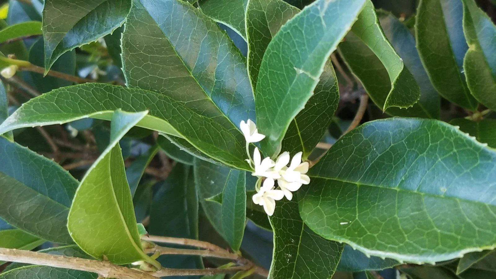 Live Sweet Olive Shrubs, 4-5 Inch Osmanthus fragrans Houseplants, Fragrant Indoor Plants, Rooted Shrubs for Home Decor