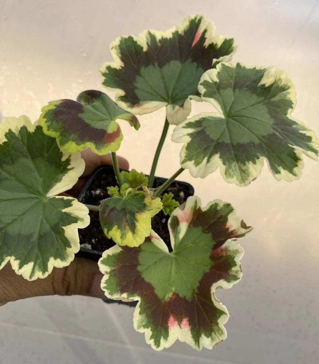 Geranium Live Plant 12" Mrs. Pollock Variegated Foliage Red Flowers Pelargonium × hortorum