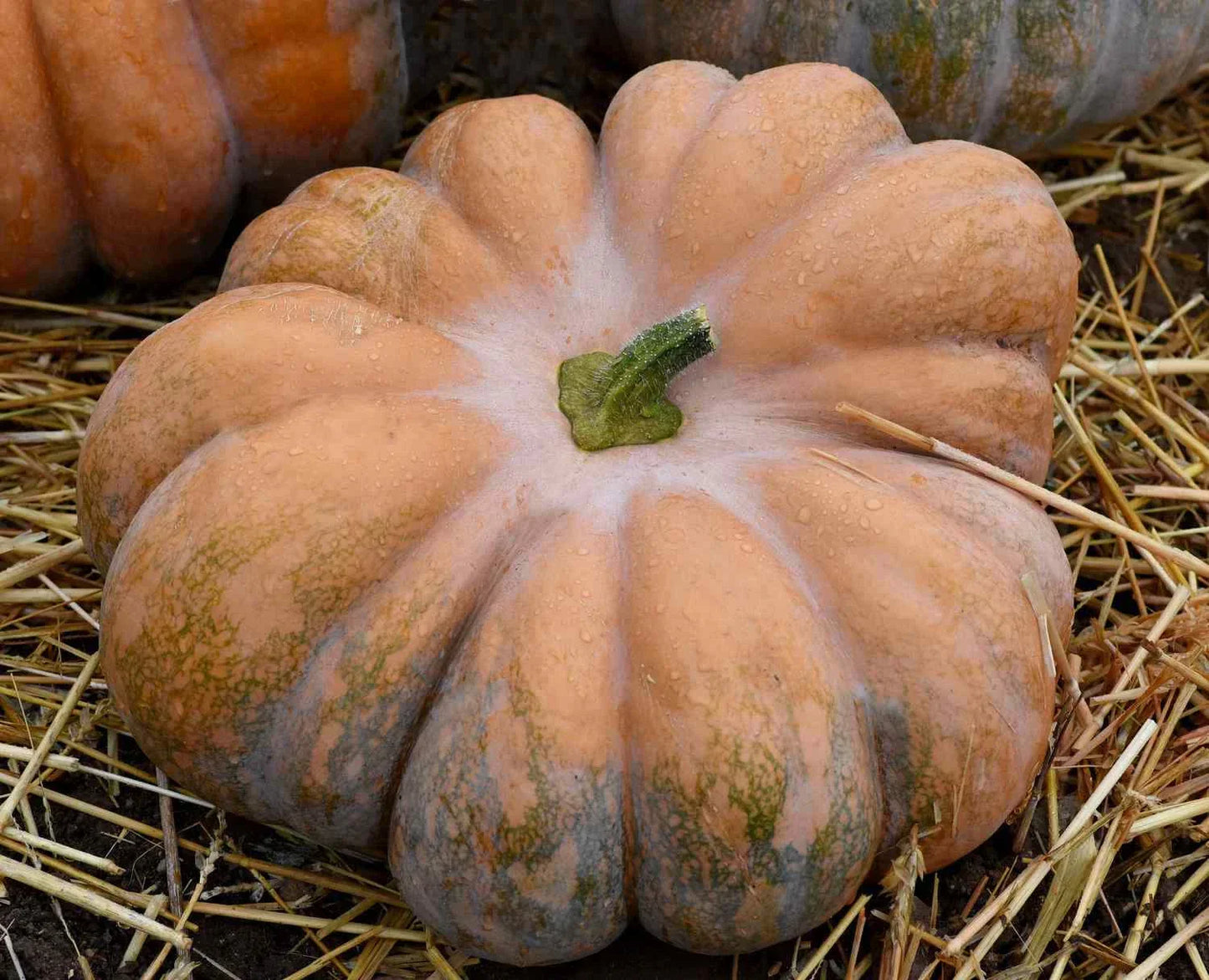 Fairy Tale Pumpkin Seeds Musque de Provence NON-GMO Heirloom Organic Gardening
