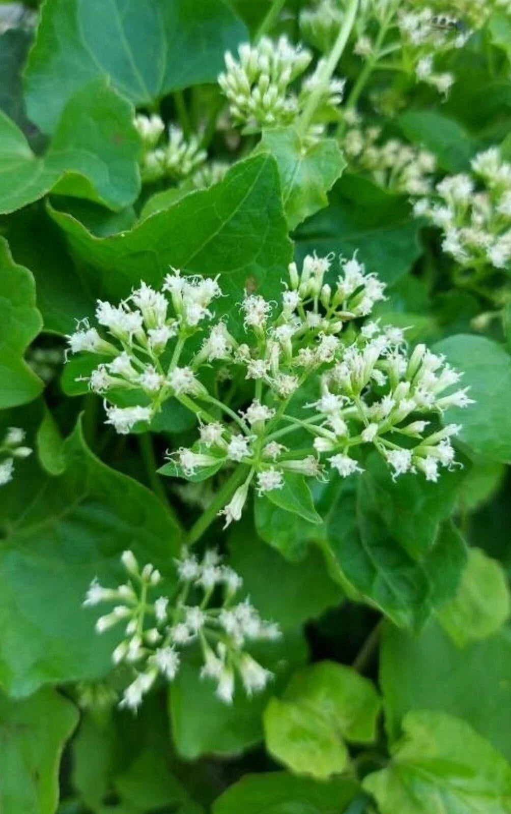 Climbing Hempvine Seeds - 100+ Pack, Mikania scandens, Aromatic Climbing Vine for Gardens & Vertical Spaces