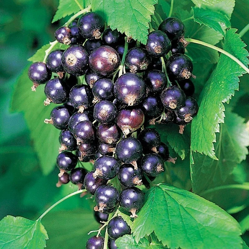 Ben Lomond Black Currant Live Rooted Starter Plant - Edible Shrub for Jams & Juice, Self-Pollinating, Zones 3-7