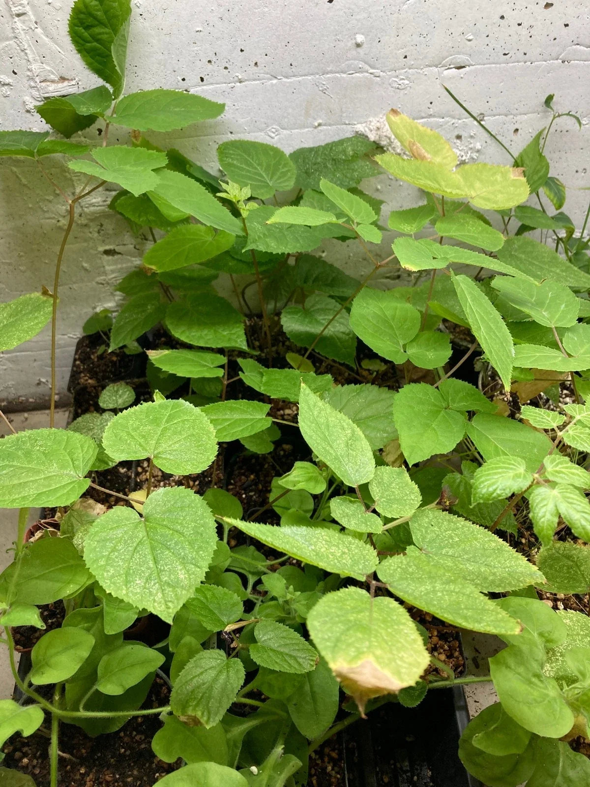 American Spikenard Plant - Potted Perennial Herb for Shade - Aralia racemosa - Edible Roots & Berries