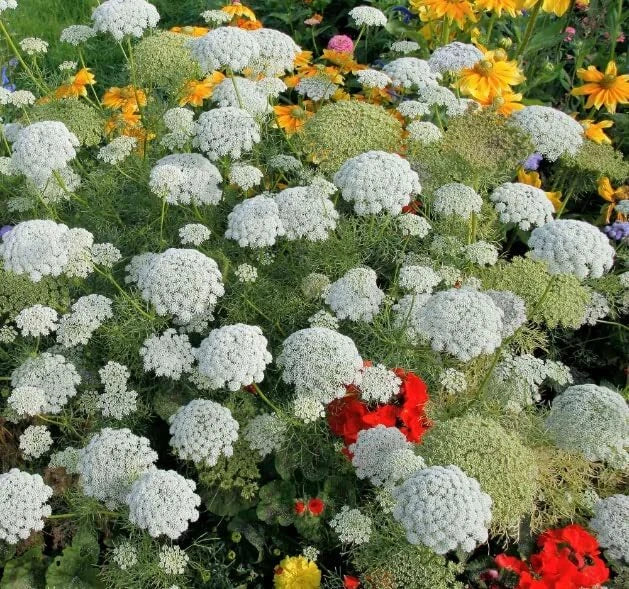 Bishop's Flower Seeds - 100+ Pack - Ammi Majus - Exotic White Garden Flowers - Attracts Pollinators - Made in USA