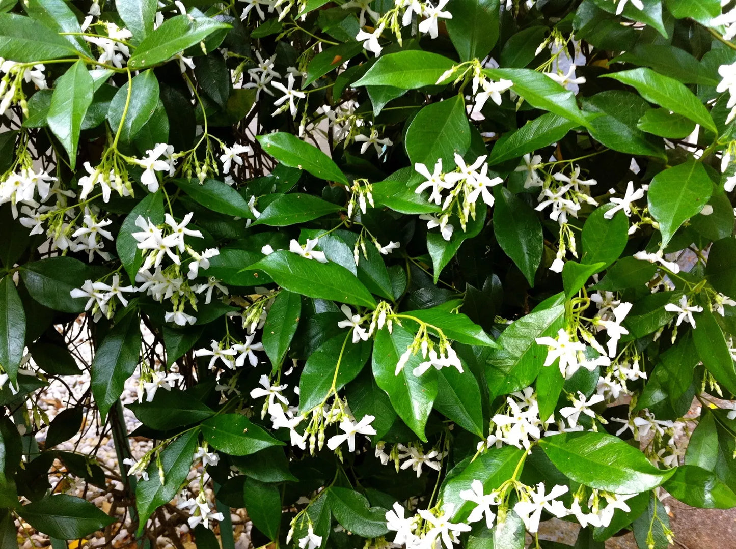 Organic Live Star Jasmine Cuttings - USA Grown Trachelospermum jasminoides