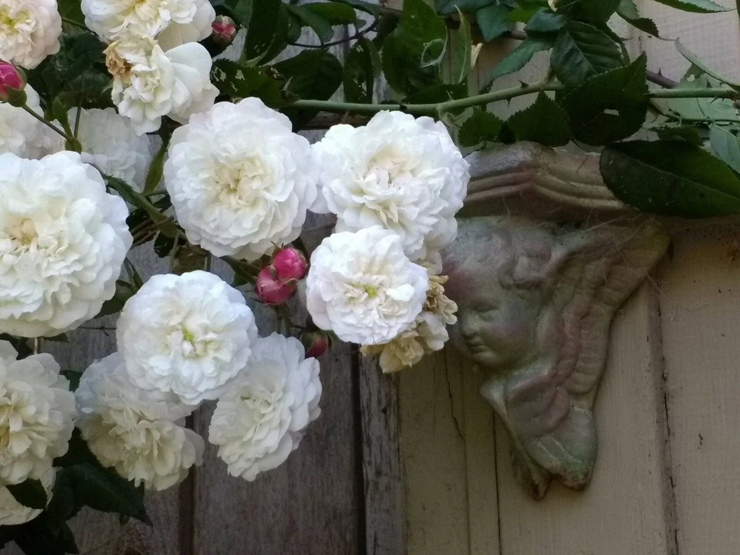 Rambler Rose Plant Bare Root | Felicite et Perpetual Climbing Rose | Rosa 'Felicite et Perpetuel'