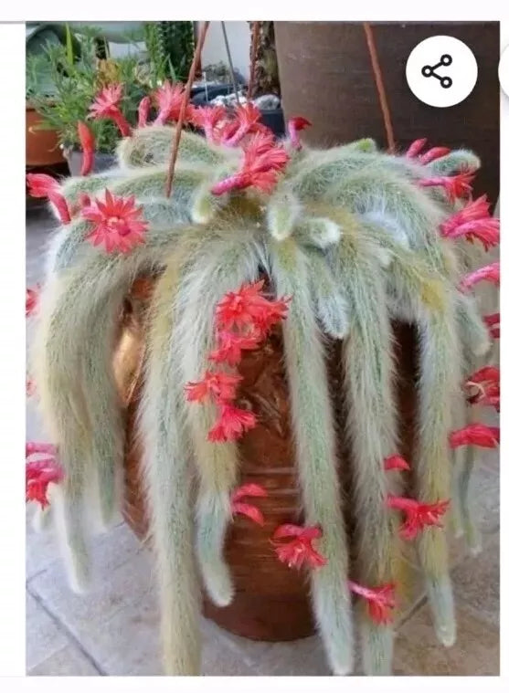 Monkey Tail Cactus Cutting 8" Succulent Plant Rhipsalis baccifera, Trailing, Drought-Resistant, Indoor Garden, Easy Care
