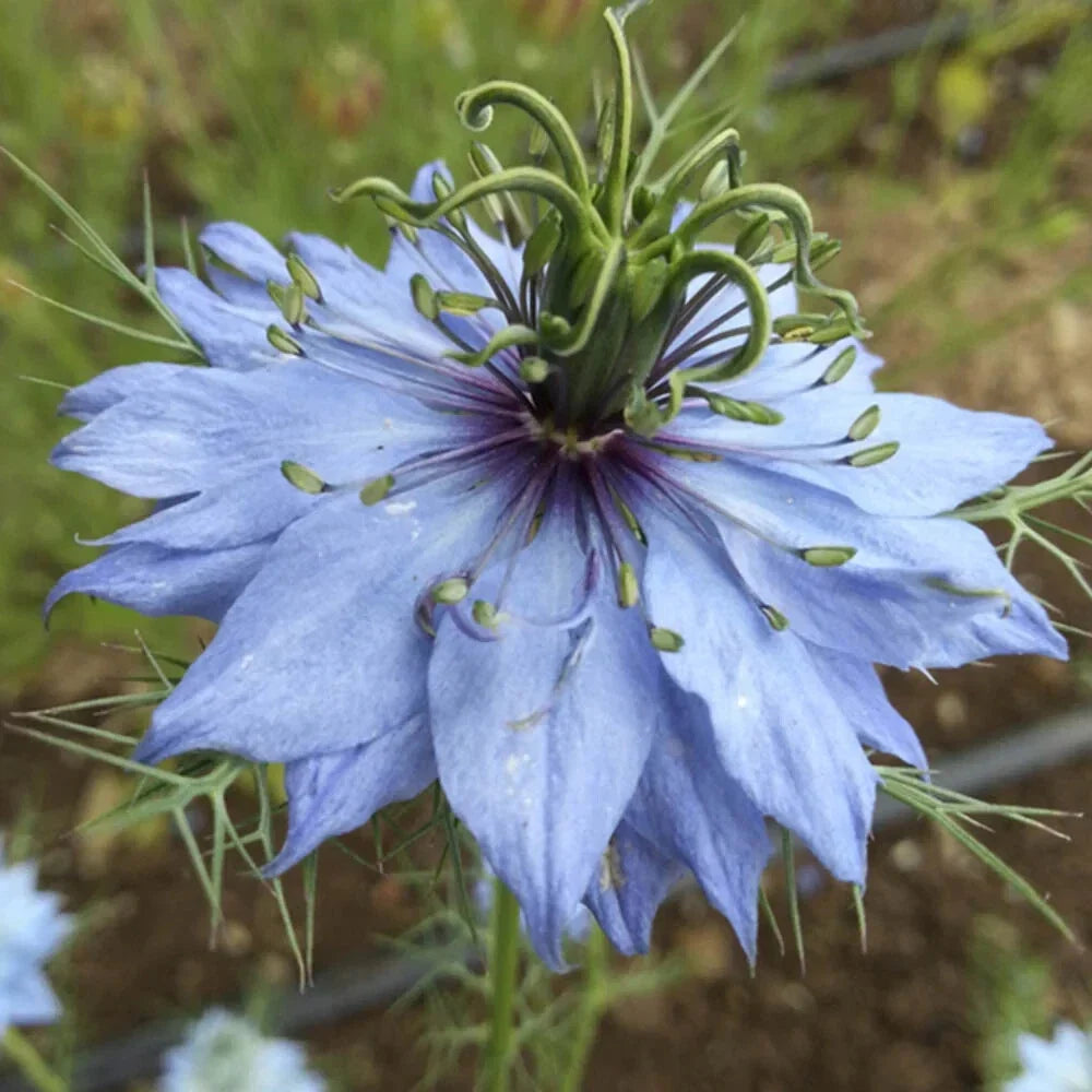 Nigella Seeds - 'Miss Jekyll Mix' Flower Seeds Pack - Love-in-a-Mist (Nigella damascena) for Borders & Containers