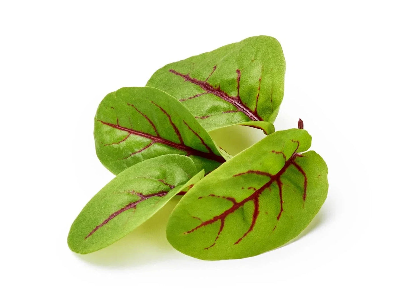 Red Veined Sorrel Seeds - Colorful Salad Greens - Rumex sanguineus - Fast Shipping, Non-GMO, Indoor & Outdoor Gardening