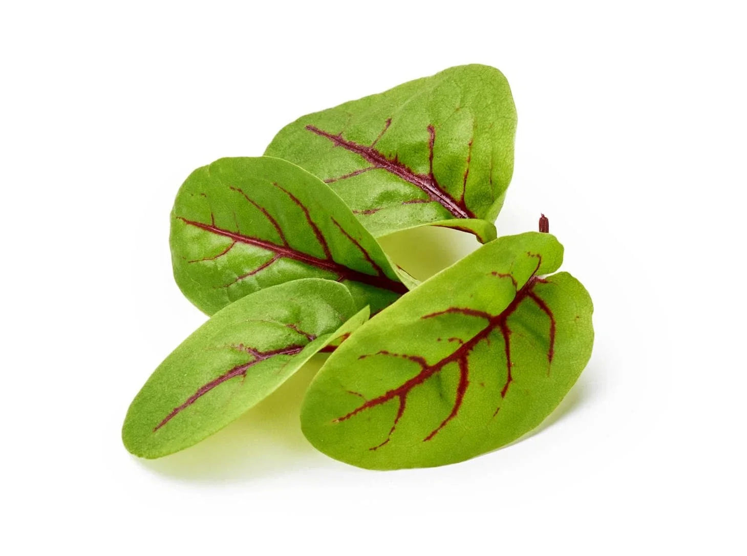 Red Veined Sorrel Seeds - Colorful Salad Greens - Rumex sanguineus - Fast Shipping, Non-GMO, Indoor & Outdoor Gardening