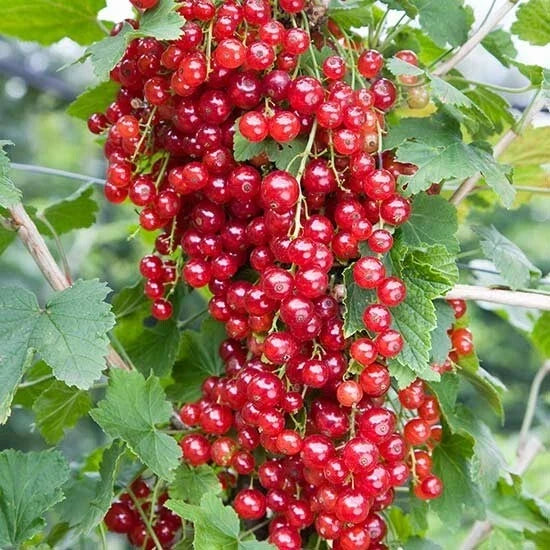 Red Lake Currant Plant - Rooted Starter for Zones 3-7 - Ribes rubrum - Fruiting Shrub for Jams & Juices