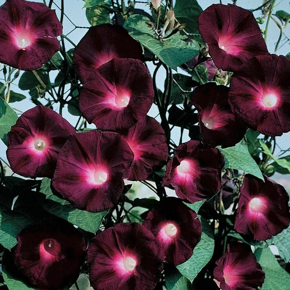 Black Knight Morning Glory Seeds – 20 Pack, Annual Climbing Vine, Dark Purple Flowers, Ipomoea purpurea