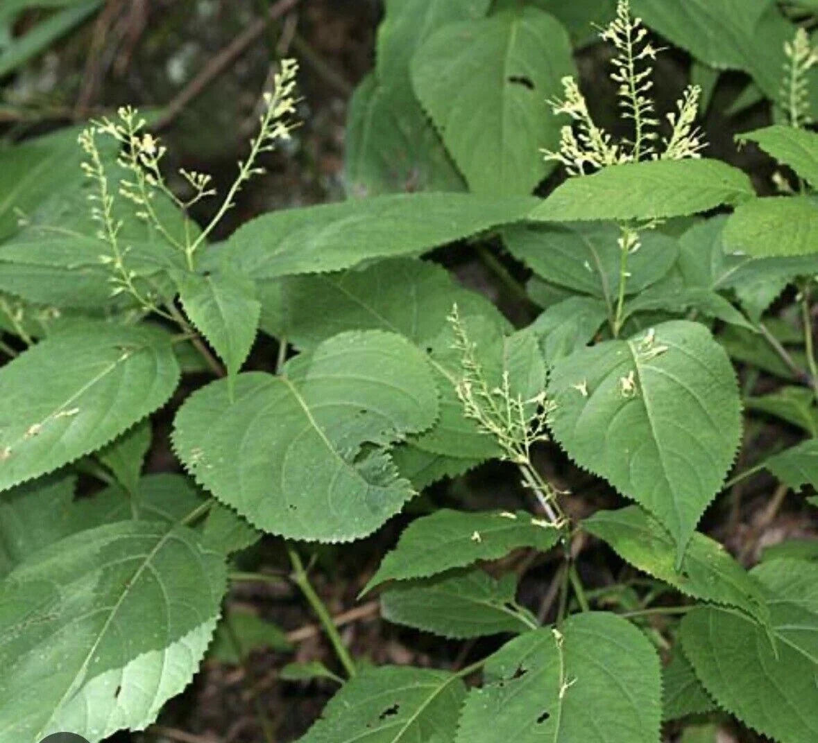 Stone Root Plant Bare Root 10-Pack Collinsonia canadensis Native Perennial Herb Wildflower