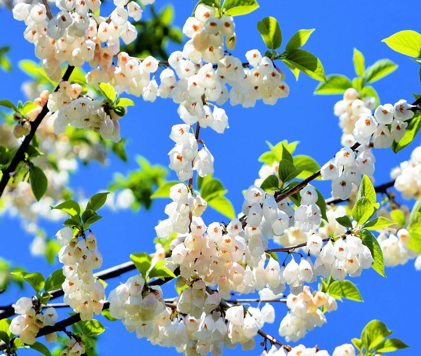 Carolina Silverbell Tree Seeds - 6 Large Halesia carolina Native Deciduous Tree for Garden Planting