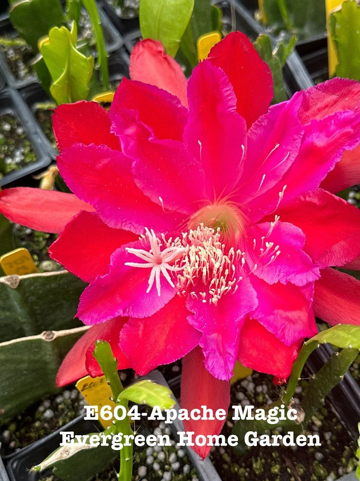Epiphyllum Orchid Cactus Rooted Plant in 4" Pot | Trailing Succulent with Vibrant Flowers | Epiphyllum hybrid Indoor Houseplant