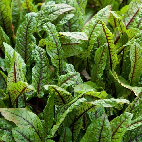 Cold Hardy Bloody Dock Aquatic Marginal Pond Plant - Rumex sanguineus - 1-Gallon Pot, Red Stems, Wildlife Attracting