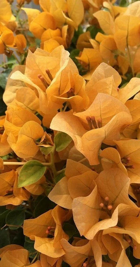 Topaz Gold Bougainvillea Live Plug Plant | Vining, Drought Tolerant, Well Rooted | Bougainvillea glabra, Full Sun