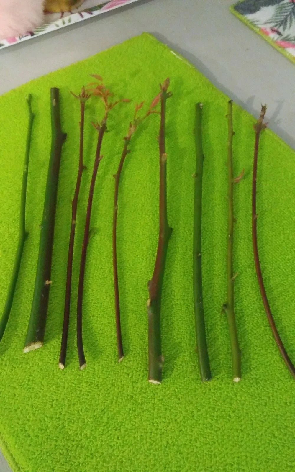 Organic Camphor Laurel Cuttings - 8-10 Inch Bush Tree, Cinnamomum camphora, Fragrant Evergreen Shrubs