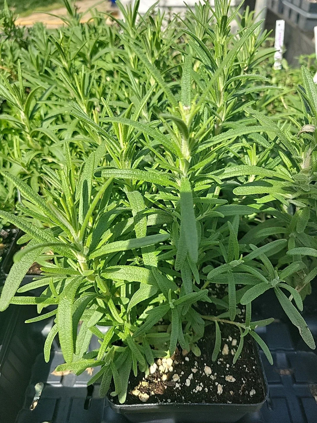 Live Rosemary Plant in 4" Pot, Culinary Herb, Rosmarinus officinalis, Well-Rooted Indoor Outdoor Herb