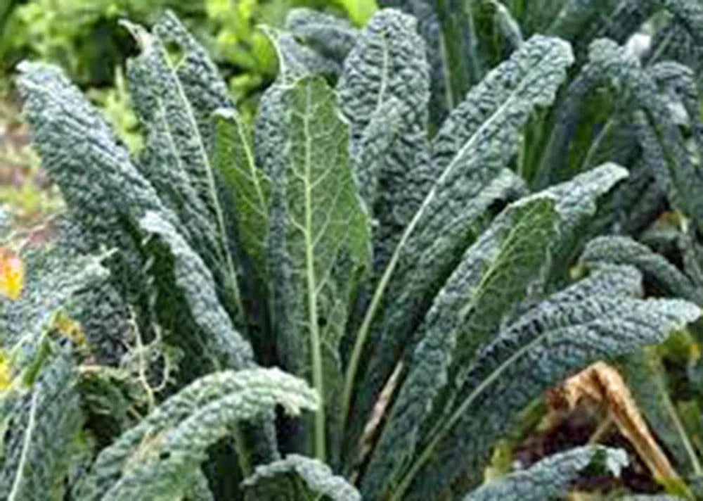 Kale Seeds 500 Count Non-GMO | Brassica oleracea for Salads & Cooking