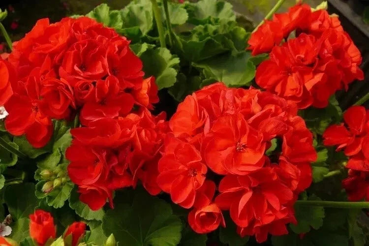Red Geranium Seeds - Pelargonium hortorum - Bright Red Flowers - 10 Pack for Garden, Container & Window Box Planting