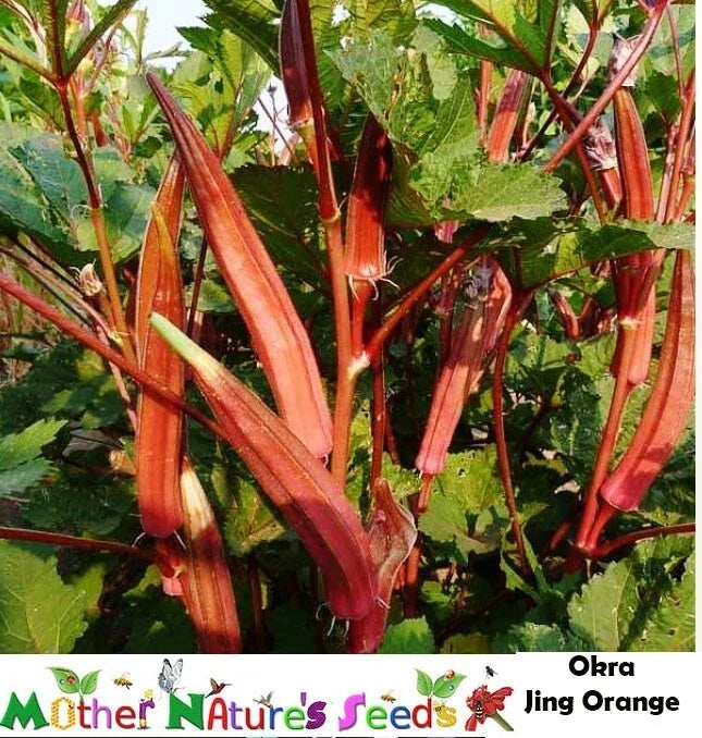 Okra Seeds - 50 Count JING ORANGE Asian Variety with Red/Orange Pods, Non-GMO Abelmoschus esculentus for Garden & Cooking