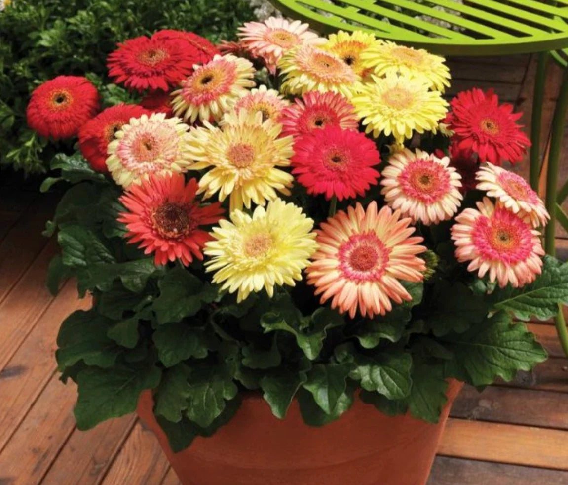 Gerbera Jamesonii Cartwheel Strawberry Twist Live Annual Plants - 5 Baby Plugs, Semi-Double Flowers, Vibrant Pink Red Cream Bicolor
