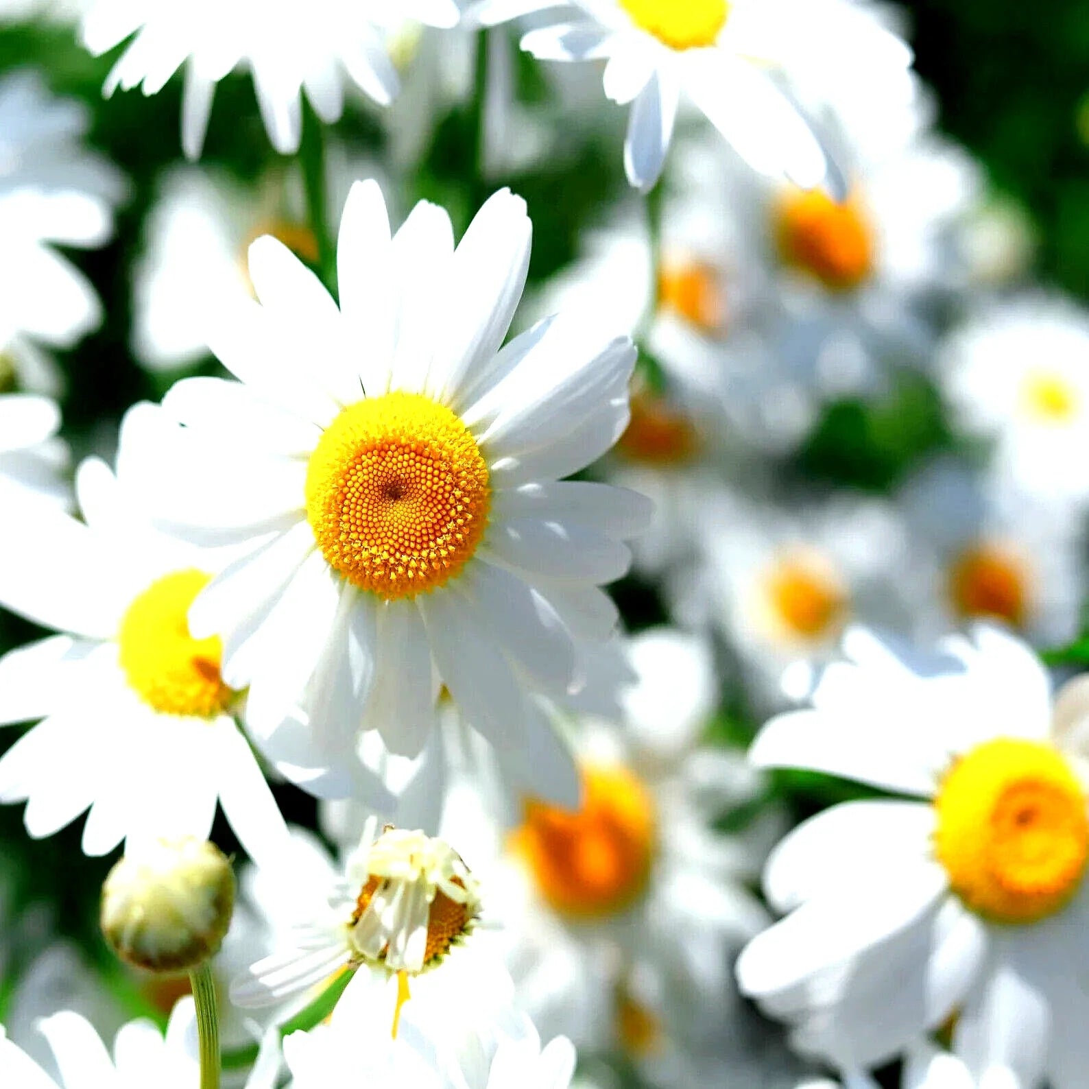 German Chamomile Seeds - 200 Non-GMO Heirloom Flower Seeds for Herbal Tea & Medicinal Use (Matricaria chamomilla)