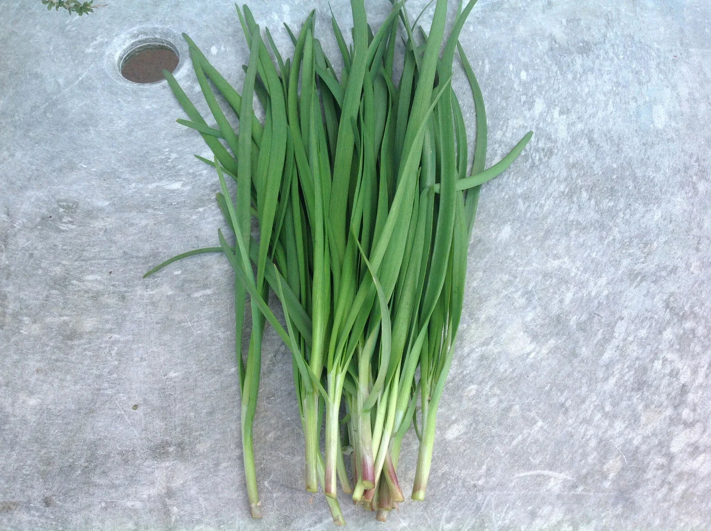 Fragrant Purple Garlic Chives Bare Roots Live Plants – Allium tuberosum, Aromatic Culinary Herb, Fast Growing