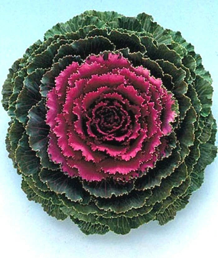 Ornamental Kale Seeds - Songbird Red - 40 Fresh Brassica oleracea Var. acephala for Fall & Winter Gardens