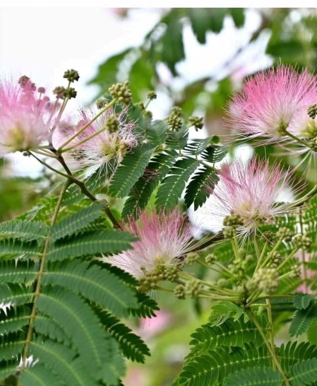 Silk Tree Seeds - 15+ Seeds - Albizia julibrissin - Pink Fluffy Blooms - Mimosa / Persian Silk Tree